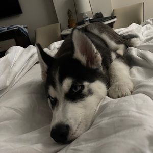 Meet your Posher, ✵ mukhammadvafo